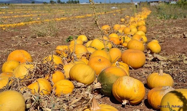 Seydişehir'de Çerezlik Kabak  hasadı  başladı