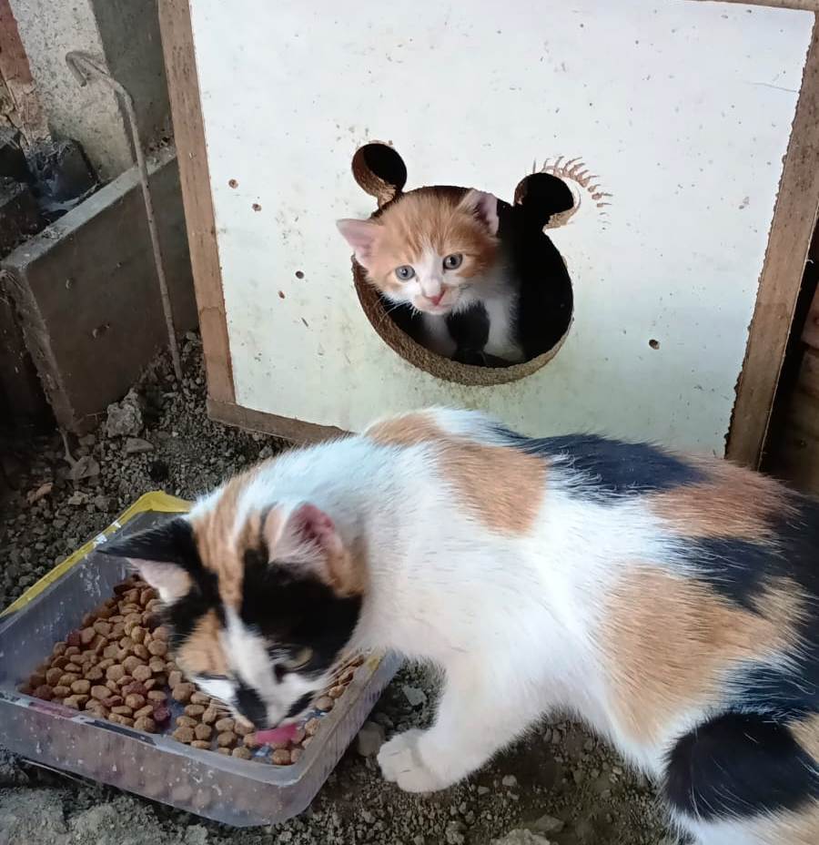 Seydişehir'de Vahşi Doğaya bırakılan  Hamile Kedi ve Yavrularına Doğaseverlerin Duyarlılığı