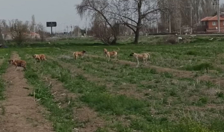 Sokak köpekleri çiftliğe girdi: Buzağılar telef oldu