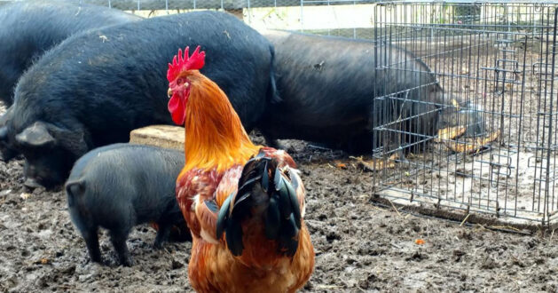 KONYADAKİ KUŞ GRİBİ  VAKASI İÇİN TARIM BAKANLIĞINDAN  AÇIKLAMA