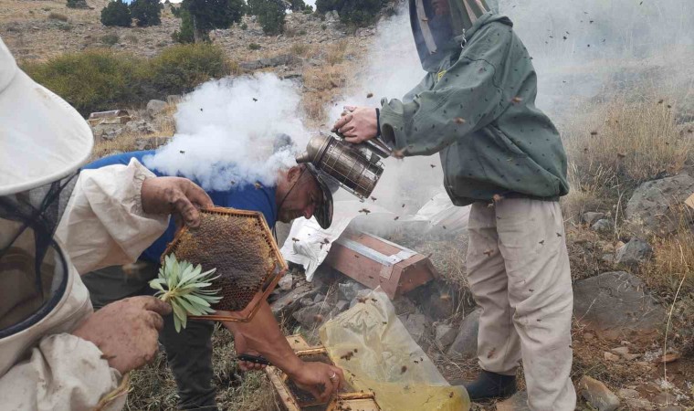 Toroslarda  ayı korkusundan ballar erken hasat edildi