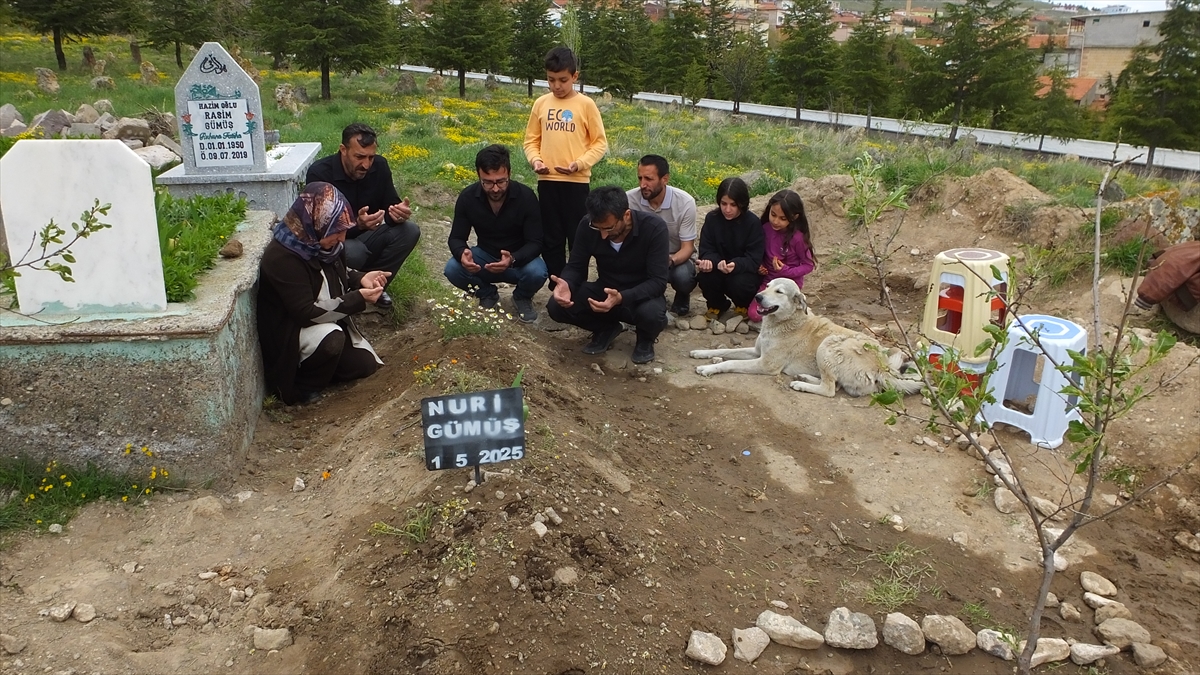 Nevşehir'de "Garip" adlı köpek, sahibinin mezarının başından ayrılmıyor