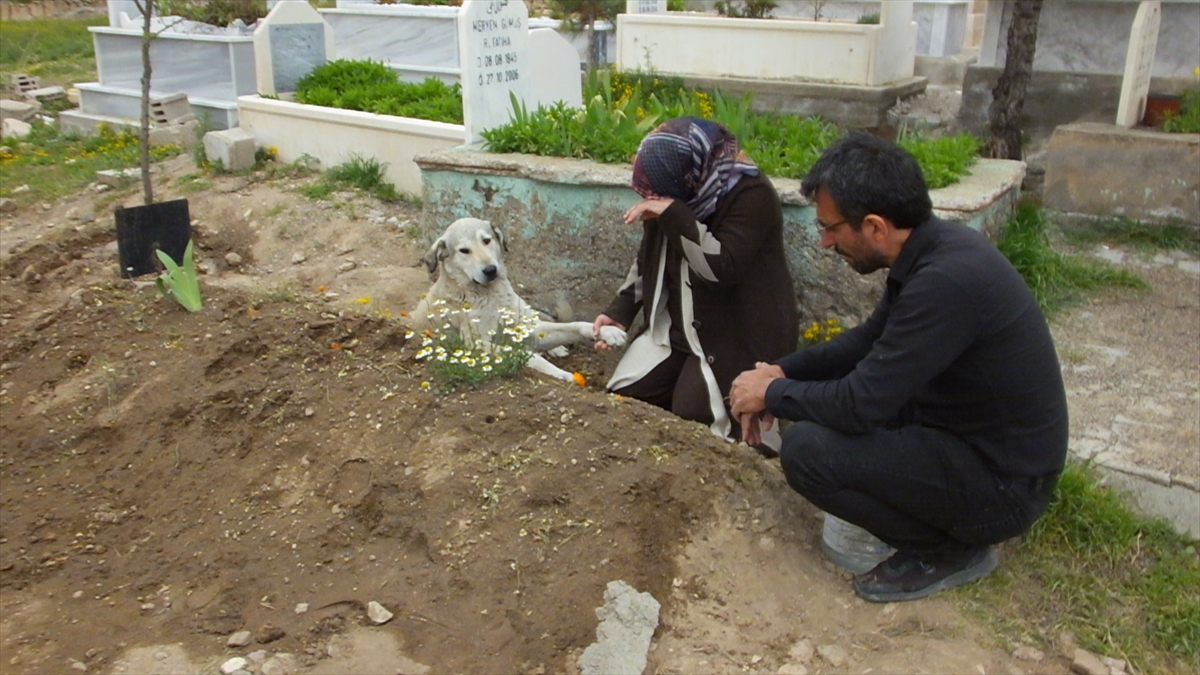 Nevşehir'de "Garip" adlı köpek, sahibinin mezarının başından ayrılmıyor
