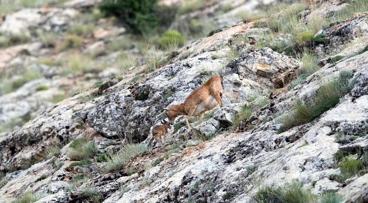 Anadolu Yaban Koyunları Yavrulamaya Başladı