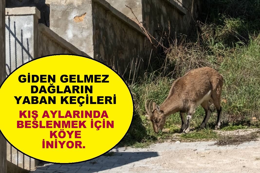 Giden Gelmez Dağlarının Yaban Keçileri köye iniyorlar